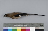 藏品(樹鵲)的圖片